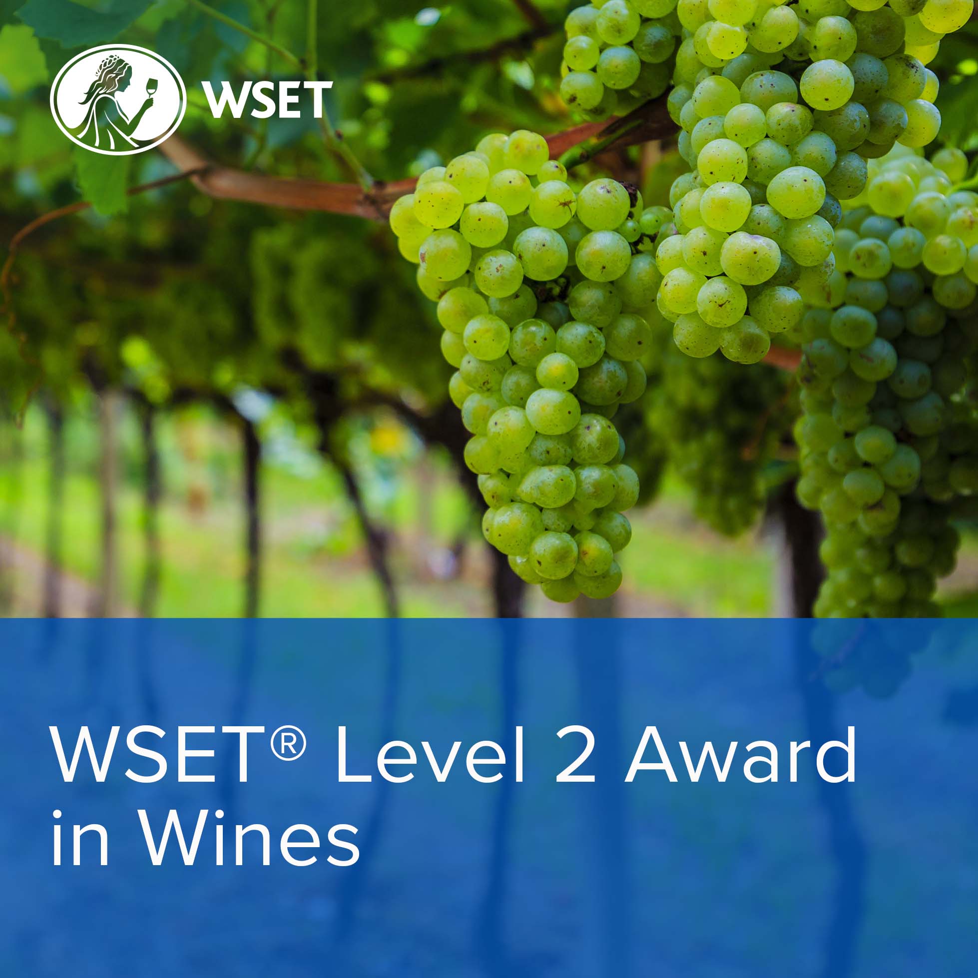 WSET Level 2 Wine O2WI2420APP