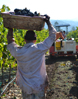 nl harvestgal St. Francis Winery Update