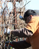 nlspring2012 pruning St. Francis Winery Update